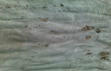 Đồ gỗ Burl tự nhiên Veneer Poplar Với lớp AA / A / AB